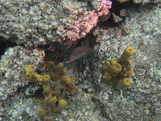 A photo of a wrasse between rocks and yellow sponges, with a sea urchin and various shells around it. The wrasse has a greenish grey/brown color and its dorsal fin is standing up.