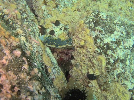 A photo of a dorid nudibranch (felimare picta) grazing on sponge-covered rocks. Below it in the shadows a second one is visible. Its antennae are clearly visible. Its upper side is dark blue with bright yellow patterns, the bottom is light blue.
