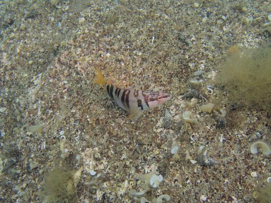 A photo of a painted comber swimming above coarse sand and rocks. The ground is covered with peacock's tail algae and various shells. The stripy pattern on the side of the comber is nicely visible, as is its spotted pattern on the upper side of the head.