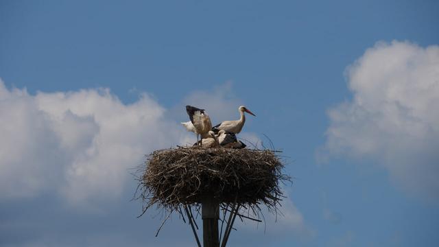 Störche im Nest vor blauem Himmel mit Wolken