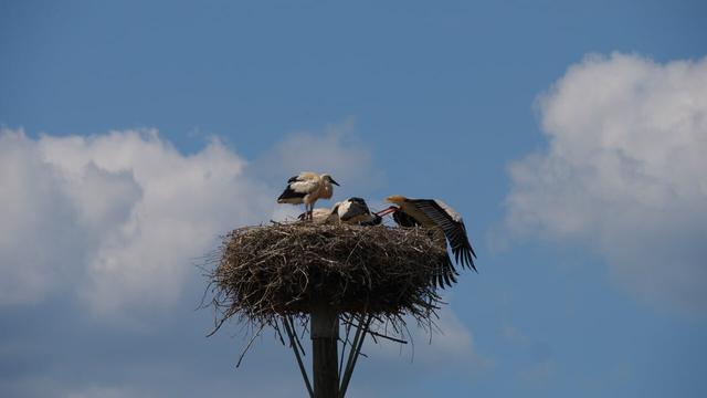 Papastorch startet