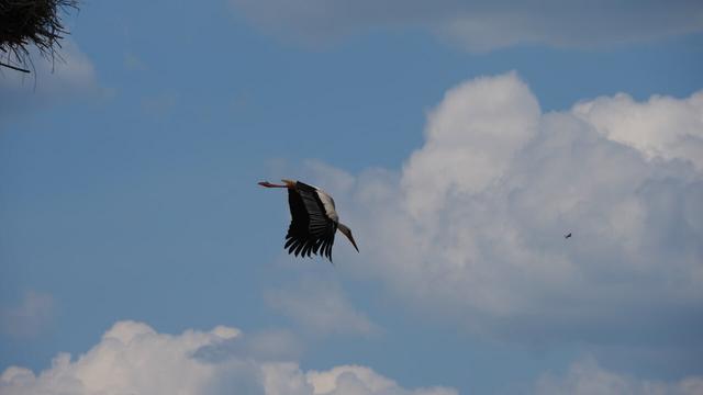 Storch fliegt im Sturzflug vor blauem Himmel mit Wolken