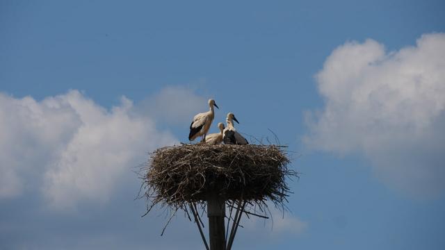 Die zurückgebliebenen Jungstörche gucken dem erwachsenen Storch hinterher