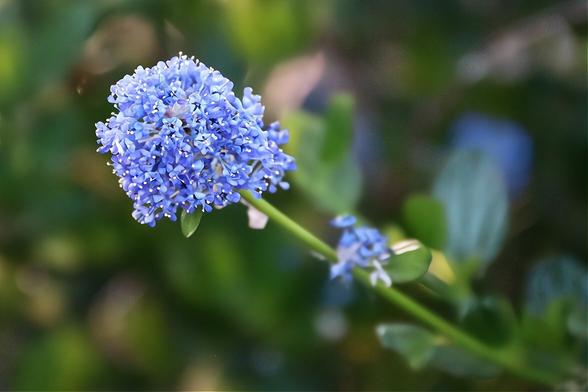 Blueblossom Redroots