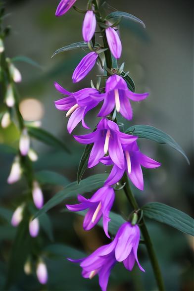 Creeping Bellflower