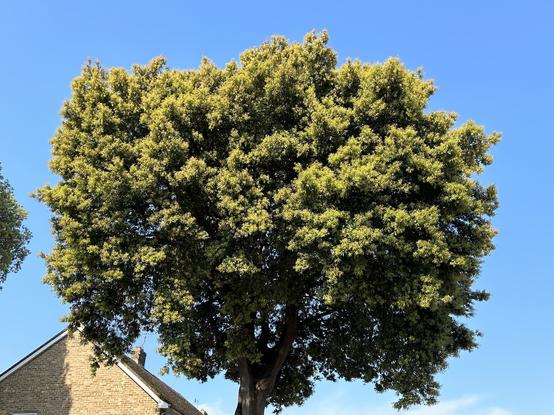 Picture of one of the Holm Oaks around here