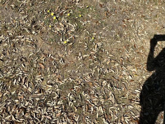 The dried grass and dead leaves underneath it at the moment