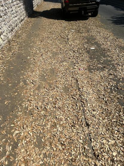 Another picture taken just now on school walk, showing road and pavement covered in dry leaves
