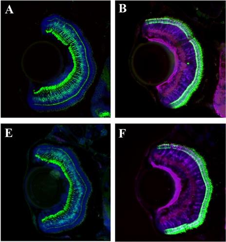 Immunofluorescence showing that retinal cell development is normal in flrt2 mutant zebrafish larvae.