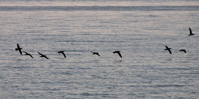 Shearwaters in flight