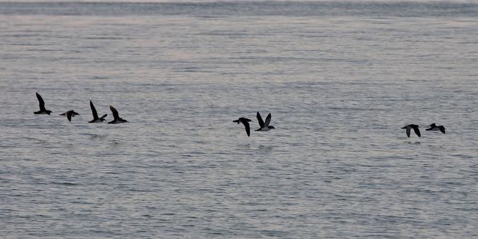 Shearwaters in flight