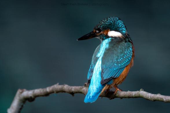 Kingfisher on a branch.