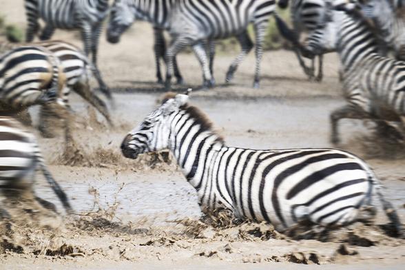 Using pan and blur to accentuate chaos at the waterhole and zebra run for the shore. Photographed in Tanzania Africa