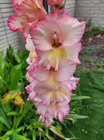 A white and blush gladiola