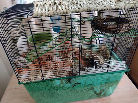 A photograph of a standard gerbil cage with a deep base filled with sawdust and two metal shelves with ladders. It is fully equipped with food bowl, water bottle, mineral block, paper bedding, hay and lots of different things for nibbling. There is a woven straw mat over the top of the cage to help the gerbils feel safe. They can just be seen curled up asleep down in the bottom right hand corner of the base of the cage.