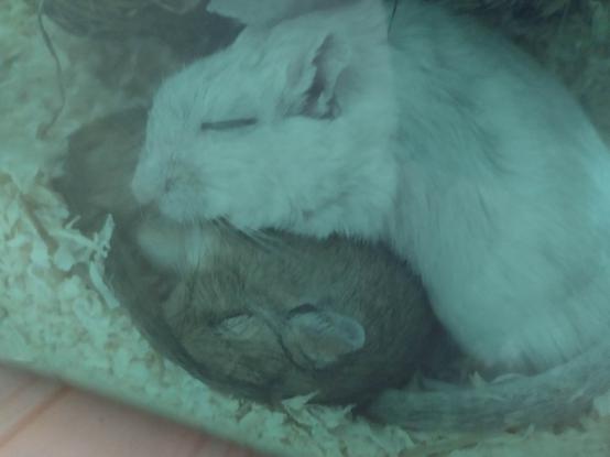 A photograph of two sleeping gerbils, one white and one brown. The brown one is curled up with his tail around him. The white one is asleep on top of him.