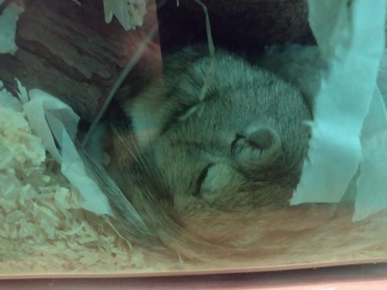 A photograph of the brown gerbil asleep with his tail curled round his nose.