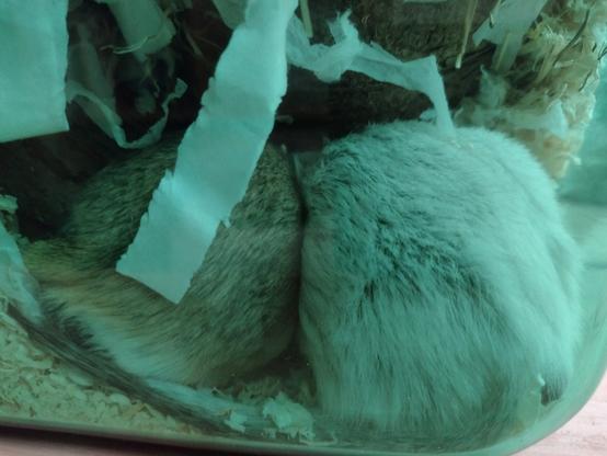 A photograph of the gerbils' bottoms while they are side by side asleep. They look like fluffy pompoms.