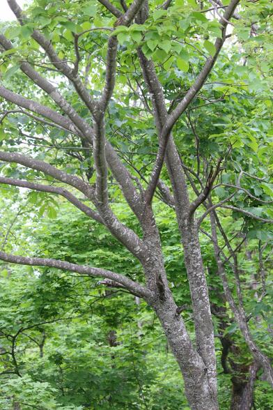 ミズキ（水木、学名: Cornus controversa var. controversa）