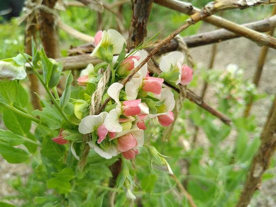Close up of a clumps of Rosakrone pea flowers. Very unusual flared white leaves at the edges with smaller pink leaves in the centre.