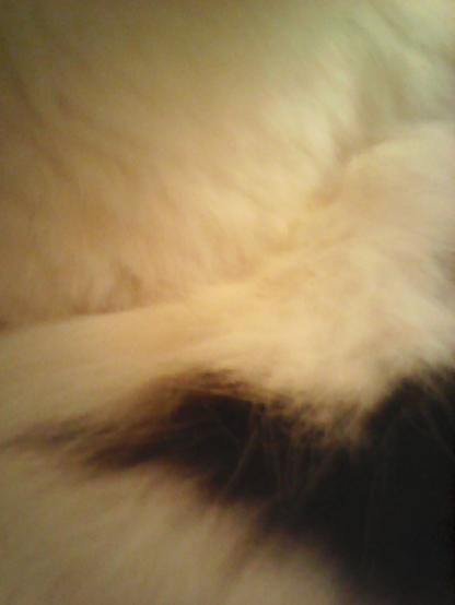 Abstract Image

Close Up, Cat Fur,
Black and White Cat