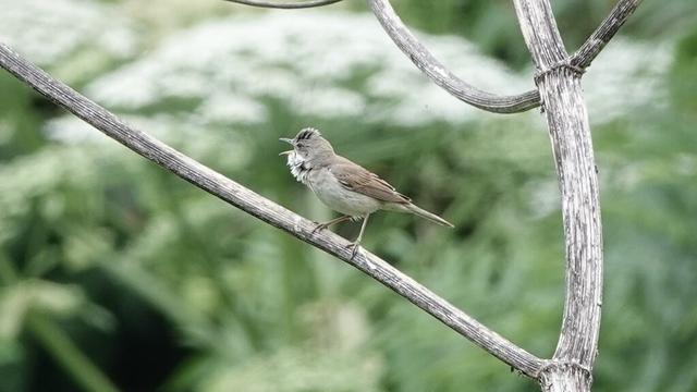 A whitethroat bird perched on a branch running up diagonally left in the picture. Its feet are spread out and it is facing to the left, with its beak wide open, chirping away. It has a light brownish back and wings, a light grey tummy, light greyish brown back of the head, black stripes on the top of its head, and a white fluffy and slightly black in places furry ruff under its beak and chin area.