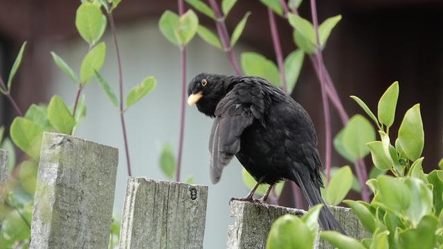 A male blackbird preening itself on top of a wooden fence with plants growing up behind. It is perched facing to the left, with its left wing raised, and its neck and head tilted, as it carefully preens itself. It has a very curious expression on its face, and is extremely fluffy looking. It has a bright yellow beak, and a lot of variation in colour can be seen in its feathers and plumage.