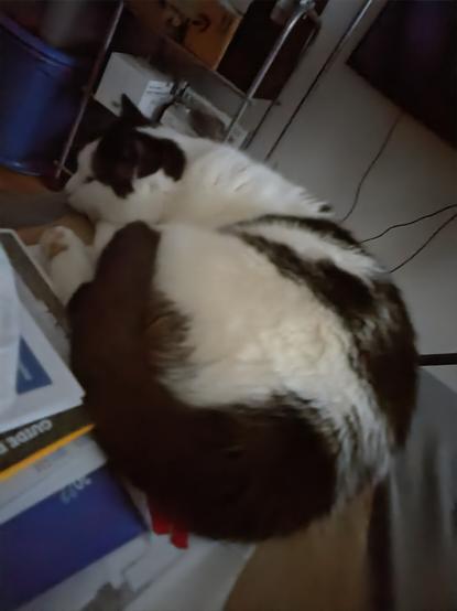 Black and white cat chilling on stack of to-do papers