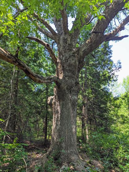 A large old white ash tree in a forest.