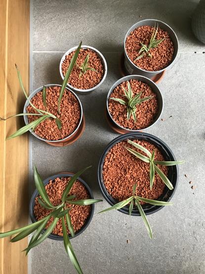 6 Töpfe mit Grünlinlien Ableger stehen auf dem Fliesenboden. Auf der Erde ist tonstein gegen trauermücken.