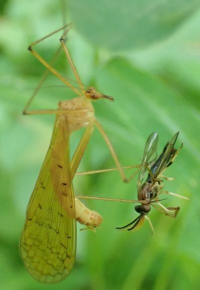 This is a similar picture, but this one has better focus on the prey insect.  It is slim, and has a dark body. The wings are transparent, and swept back. The eyes are large and dark. The most striking features are the antennae, which are long  structures like combs, with a dark spine from which many perpendicular gold fingers extend.