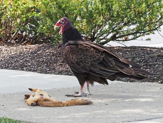A big turkey vulture, with its small red head and dark brown body, stands next to a dead squirrel it was sharing with another bird.