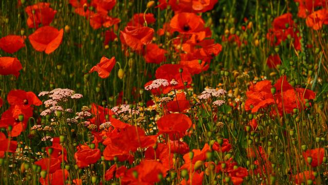 rote Mohnblumen auf grünem Feld mit weißer Schafsgarbe