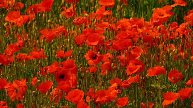 rote Mohnblumen auf grünem Feld