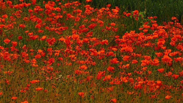 rote Mohnblumen auf grünem Feld