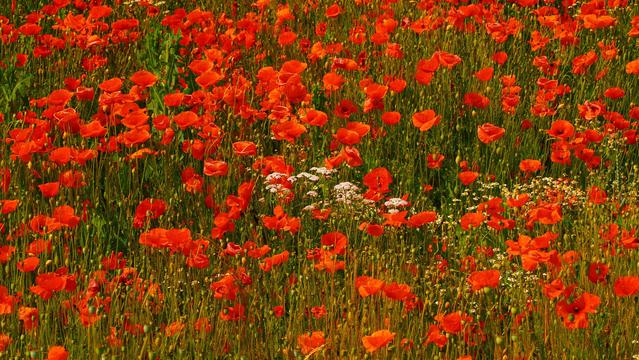 rote Mohnblumen auf grünem Feld mit weißer Schafsgarbe