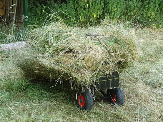Eine Sackkarre auf der eine zum Korb gewölbte Estrichmatte mit Draht befestigt wurde liegt auf einer Wiese und ist voll beladen mit Heu. Oben drauf liegt eine Heugabel.