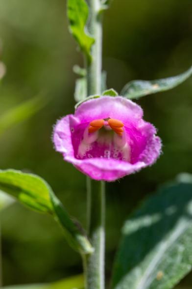 A look into a horizontally growing foxglove flower.