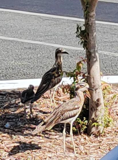 Three water birds (baby plus 2 adults) standing on an island in the middle of the road. The adult in full light in the foreground is speckled grey - others are shaded.