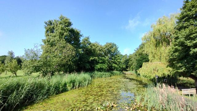 A lake covered with lilies and edged with reeds, trees around it. Bright blue sky.
