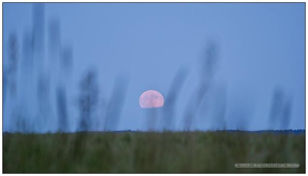 Aufgehender Vollmond über einem Getreidefeld mit einigen unscharfen, den Mond einrahmenden Grashalmen im Vodergrund.