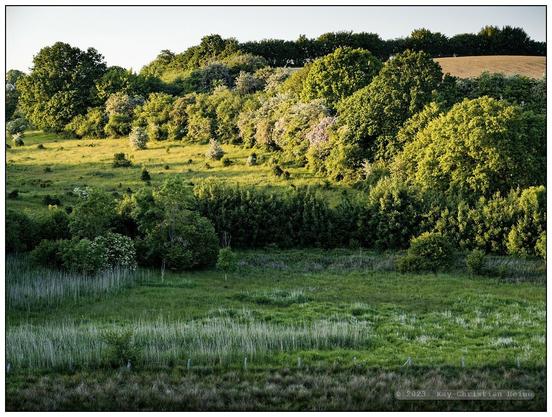 Wilde Weiden im in der eiszeitliche Stauchmoränenlandschaft im Stiftungsland Hessenstein der Stiftung Naturschutz Schleswig-Holstein im Streiflicht der untergehenden Sonne am Abend des 3. Juni.