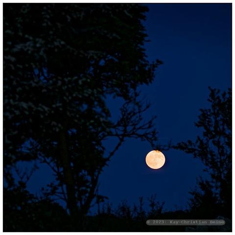 Aufgehender Vollmond am tiefblauen Abendhimmel hinter einem blühenden Weißdornstrauch.
