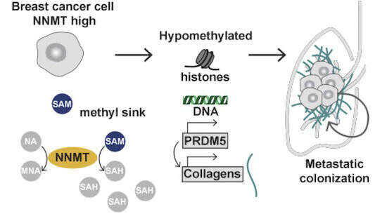 Schematic visualization of the article's synopsis