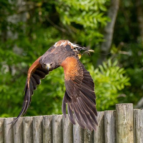 A Harris Hawk in flight, having just taken off from its perch. Its wings are extended downwards from its body, and it is staring straight at the viewer. It is probably the last thing many a small squeaky mammal ever sees.