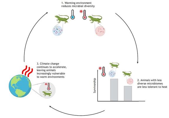 Schematic diagram of a potential feedback loop between warming temperatures, microbial diversity and host heat tolerance. (1) Exposure to warming environments decreases host-associated microbial diversity in a variety of ectotherms. (2) Animals with disrupted microbiomes are often less tolerant to heat than those with undisrupted communities. (3) Animals that are less heat tolerant will be more vulnerable to increasing temperatures as climate change accelerates. These warming environments may further deplete microbial community diversity, beginning the cycle again. Created with Biorender.com.