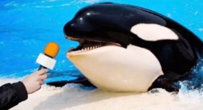 Photo of an orca, up on the side of a large pool. There is an orange microphone in front of its face, as though it's being interviewed. Its mouth is open and its head is slightly tilted, so it appears it is giving a thoughtful response