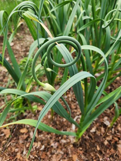 Hardneck garlic with that classical, spiral garlic scape. The garlics are mulched with leaf mulch.