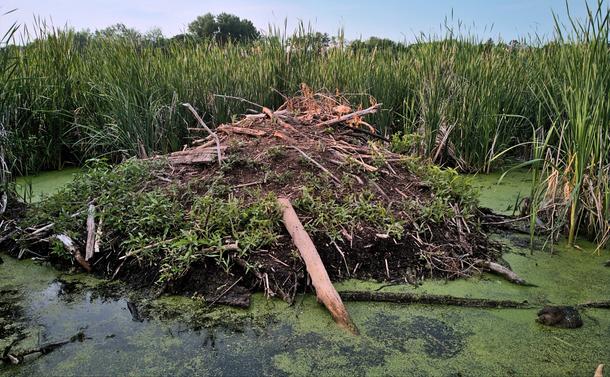 A beaver house surrounded by swamp grass and partiallly overgrown with greenery.  Just to right of the house is a small beaver in the water.