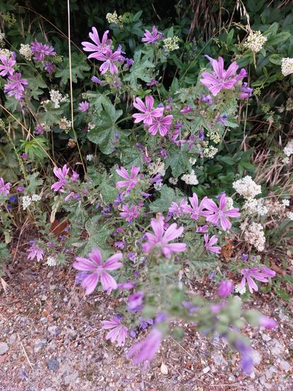 Eine wilde Malve in rosa-violett vor einer weiß blühenden Ligusterhecke